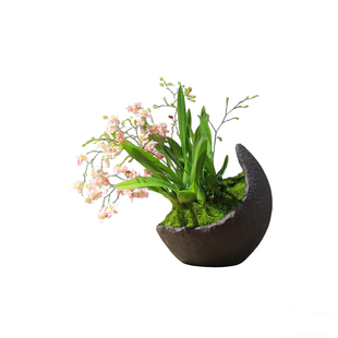 文心兰花盆栽带花苞花卉植物室内花迷你办公桌面小盆景梦香兰绿植