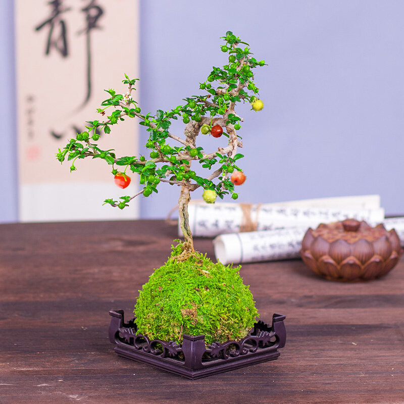 小叶结果福建茶盆景好养易活室内茶几阳台喜光绿植净化空气小绿植