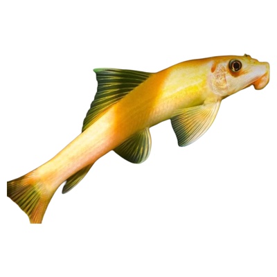 金苔鼠鱼清道夫吃鱼缸青苔垃圾