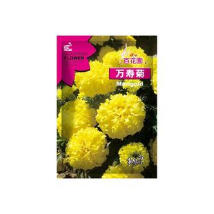 万寿菊花卉种子黄色大花菊花种子四季易种室内盆栽花园观赏花种籽