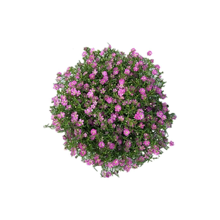 吉普赛满天星盆栽带花花期长易爆盆阳台庭院植物花卉细叶满天星