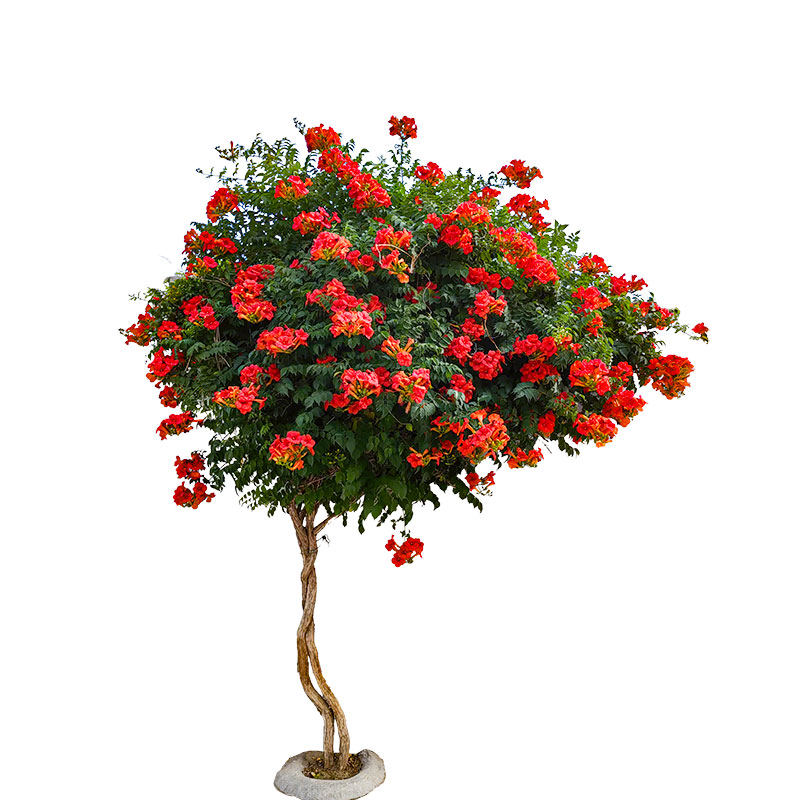 凌霄花苗爬藤植物庭院