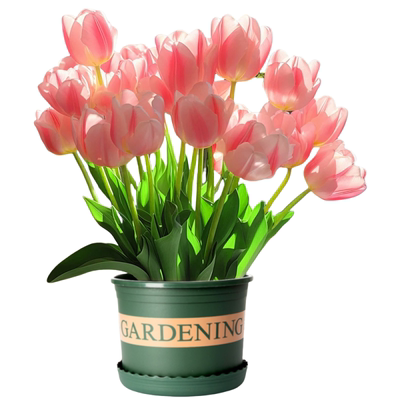 带盆栽好！进口郁金香种球带花苞