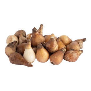 雪片莲种球盆栽进口蓝铃花雪滴花四季耐寒花卉当年开花百合多年生