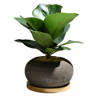 琴叶榕室内绿植四季好养活植物办公室净化空气小盆栽创意桌面花卉