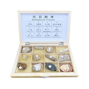地质队工程师开采12种化石标本科学器材科普物理仪器质保1年