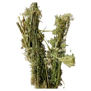 野胡萝卜草中药材整株南鹤虱草新鲜现采纯天然新鲜药用包邮
