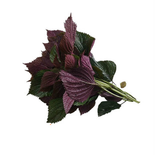 新鲜现摘紫苏叶带杆新鲜食用紫苏牛蛙鱼虾田螺蛳粉香料 增香去腥