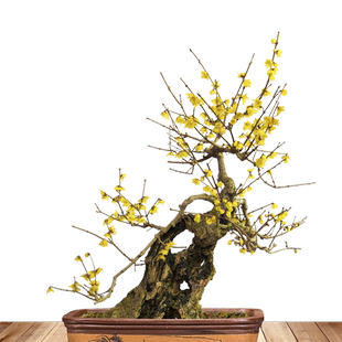 浓香腊梅花盆栽花卉小苗耐寒植物室内四季红梅盆景绿梅树苗花苗