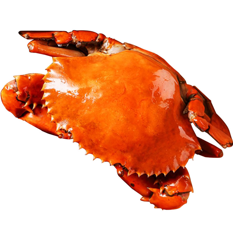 黄油蟹鲜活海鲜特大母蟹野生青蟹