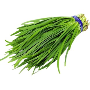 宽叶韭菜种子雪韭菜籽根四季不休眠阳台盆栽种植耐热寒原装蔬菜种