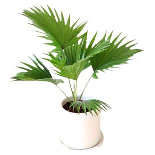 袖珍蒲葵棕榈树矮生蒲葵圆叶蒲葵圆叶轴榈室内外阳台庭院网红盆栽