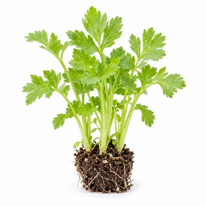 皇后西芹苗秧带土批发小香芹本地黄心水果芹菜苗寿光旗舰店蔬菜苗