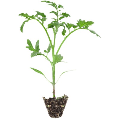 日出大黄蜂番茄苗红醋栗甜豌豆圣女果种子各种盆栽小樱桃西红柿秧