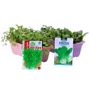 蔬菜种子四季播盆栽庭院阳台香菜黄瓜番茄辣椒简单春易种籽孑大全