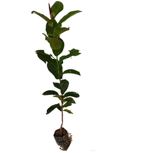 五味子树苗果可食用泡酒南五味子苗名贵庭院阳台绿化苗木药用植物