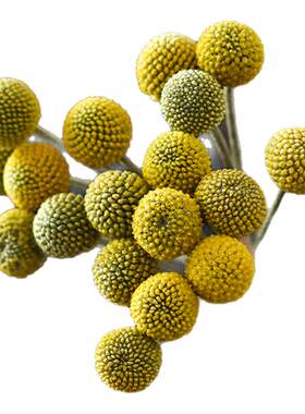 黄金球鲜花室内水养插花可做干花