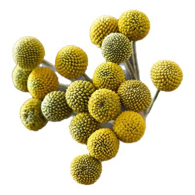 黄金球鲜花室内水养插花可做干花