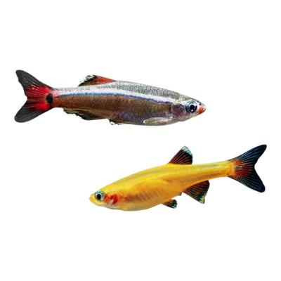 白云金丝鱼小型冷水原生鱼耐寒耐活好养群游灯科鱼新手观赏鱼