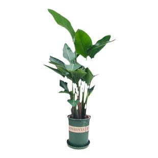 蒲葵棕榈一物一拍美式客室内大叶绿植盆栽观叶净化空气除甲醛热带