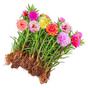 太阳花苗重瓣大花混色宿根盆栽绿植带根带花苞枝条四季花卉容易养