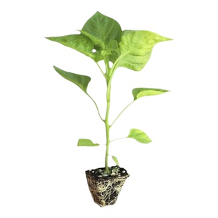 象牙白茄子苗潮汕秧苗广东直发方四季种植蔬菜苗大全秧苗青茄子苗