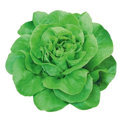 蔬菜籽种大全四季辣椒白孑