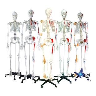 170CM成人大白骷髅标本教学脊椎全身骨架模型自然大人体骨骼模型