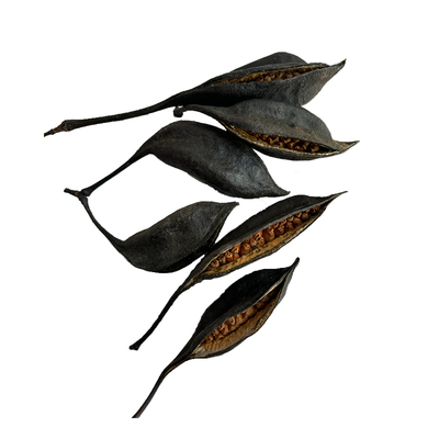 世界上不可思议的果实种子