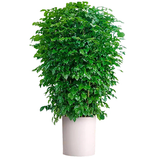 幸福树客厅大盆栽绿植室内大型花卉盆景绿植办公室植物落地大号