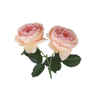 海蒂的花园月季花苗真宙直立切花月季耐热强果香阳台花卉盆栽