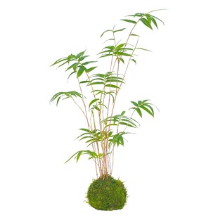 红竹红观音竹苔玉球苔藓球水培米竹室内植物盆栽桌面盆景客厅绿植