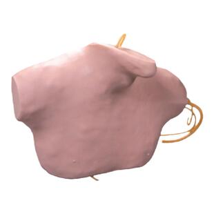 医训 YX/L68B中心静脉穿刺插管模型颈内静脉及锁骨下静脉锁骨下静脉穿刺颈内静脉穿刺皮肤静脉可更换