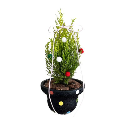 亲爱的绿植 室内圣诞树盆栽小香松桌面绿植好养懒人圣诞花卉植物