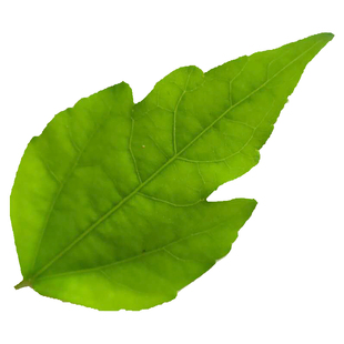 干叶农产品木槿叶中药材去头皮屑滋润秀发乌黑500g产地直销天然