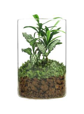 苔藓微景观绿植创意趣味适合新手