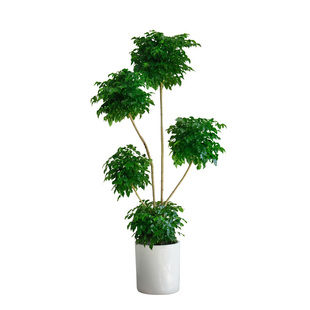 金叶子多层绿宝幸福树客厅盆栽大型常绿植物办公室内外客厅易养活