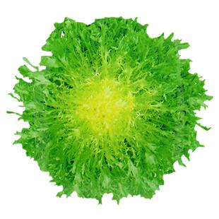 黄心细叶苦菊种子小碎叶苦苣种籽散叶花叶生菜籽四季阳台庭院大田