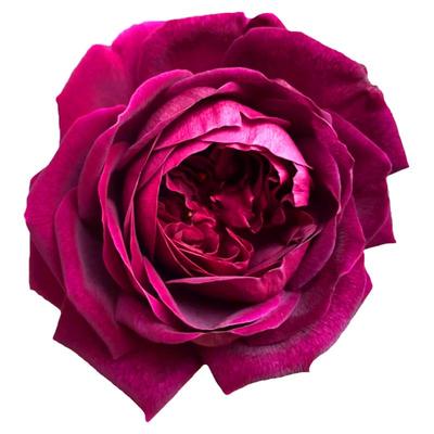 皇宫月季花苗四季浓香切花玫瑰