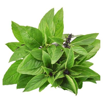 新鲜九层塔食用金不换非罗勒叶和打抛叶冬阴功三杯鸡食材香料