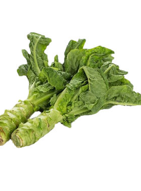 蔬菜香莴笋秋冬季种子