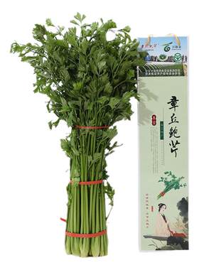 鲍芹正宗章丘产地直发净芹脆微甜新鲜5斤礼盒供酒店实芯蔬菜顺丰