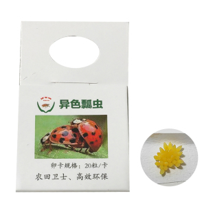 顺丰发货 艳璇异色瓢虫卵卡瓢虫天敌生物预防蚜虫粉虱蓟马20张/盒