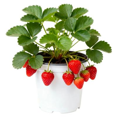 草莓苗秧盆栽果苗树四季结果奶油黑珍珠虹越淡雪丹东99红颜隋珠