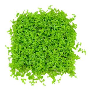 爬地矮珍珠水草日本趴地高珍珠草植物生态鱼缸造景草坪专用净水草