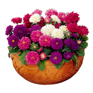 翠菊种子 绿园花开 盆栽菊花种子花籽七月菊阳台种植春播秋播易种