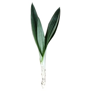 雪纹蓝龙蓝剑稀有虎皮兰植物吸甲醛净化空气泰国进口品种