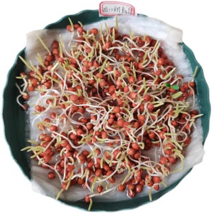 甜高梁种子饲用甜高粱牧草种多年生畜牧养殖四季高产再生杆种籽孑