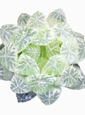 韩国进口白色玉露多肉正宗白斑