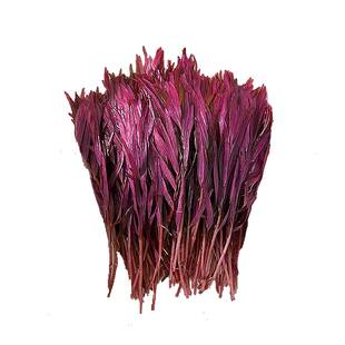 尼特利趴地血红宫廷爬地水草水下叶中前景丹麦红玫瑰淡水鱼缸造景